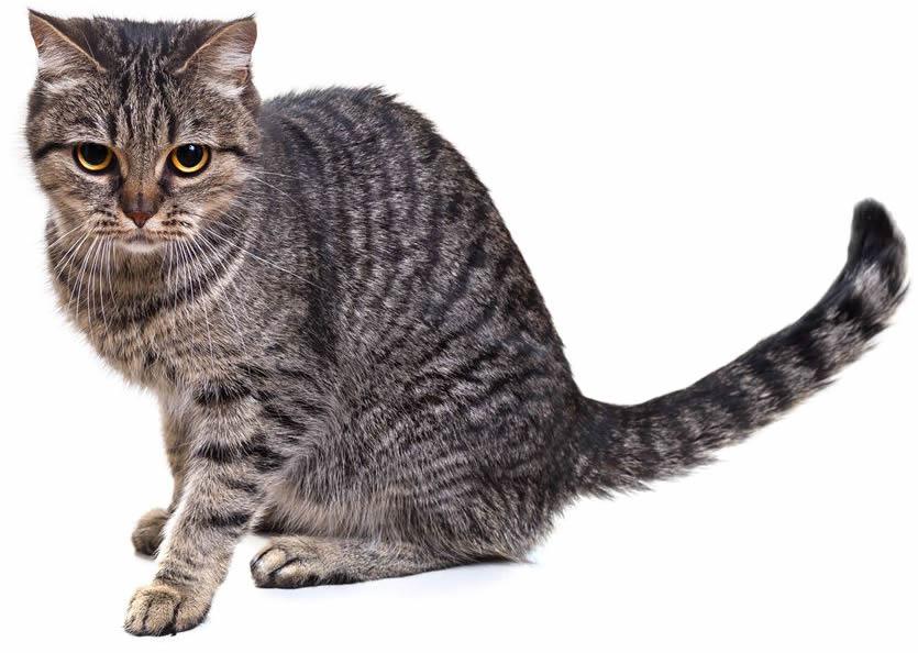 European Shorthair Cat