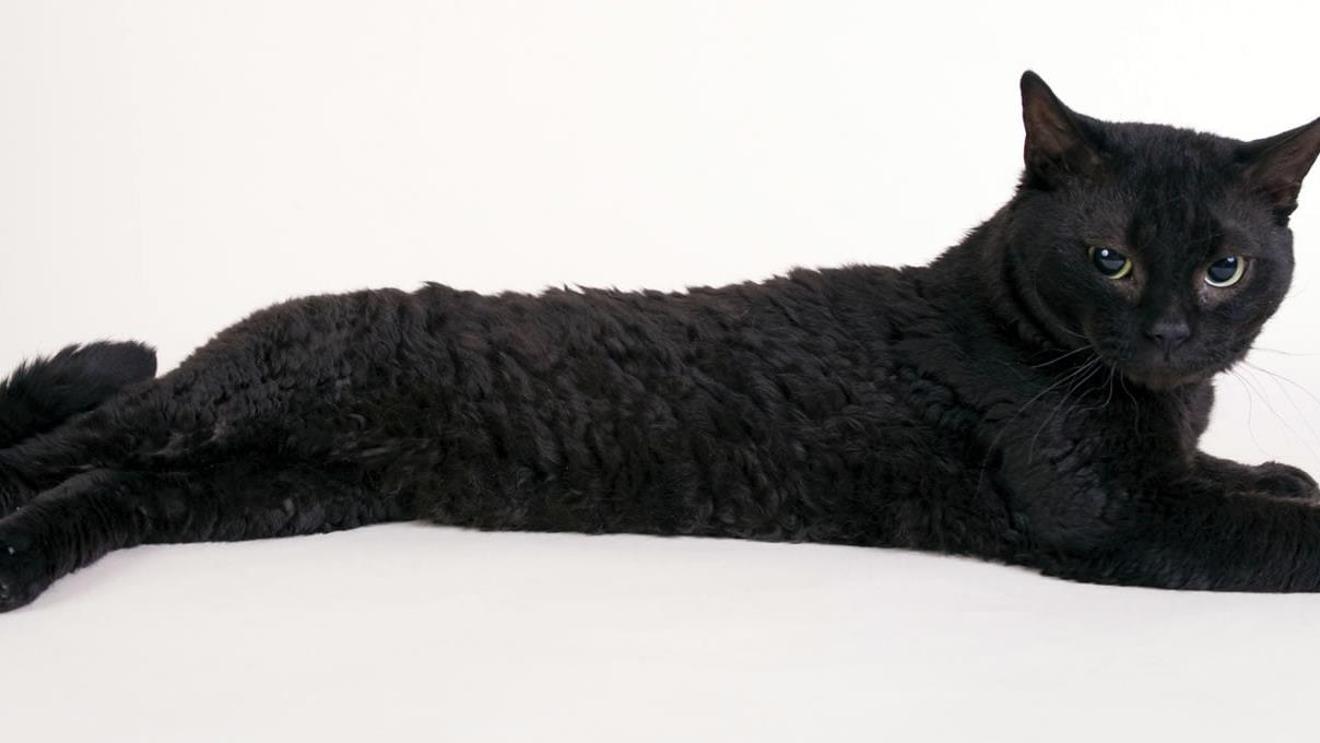 Discover the Unique Charm of German Rex Cats: A Comprehensive Guide