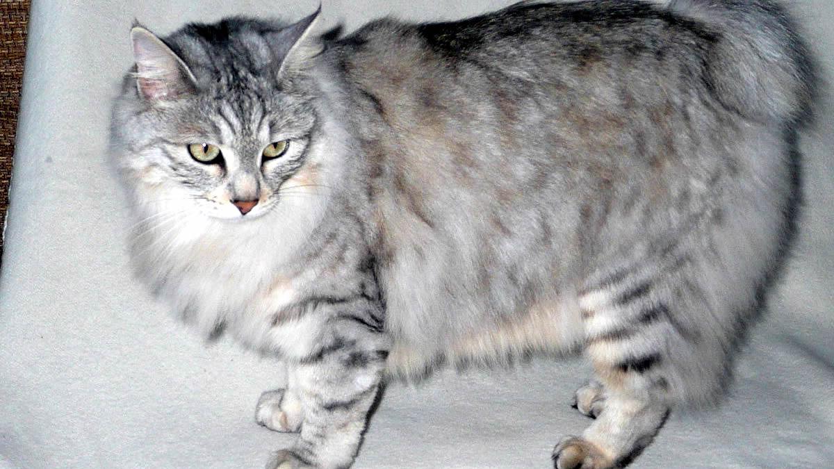 Kurilian Bobtail Cat