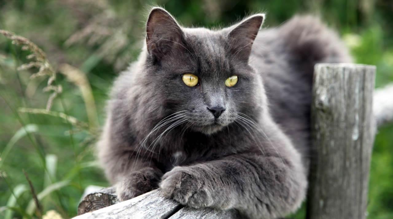 Nebelung Cat