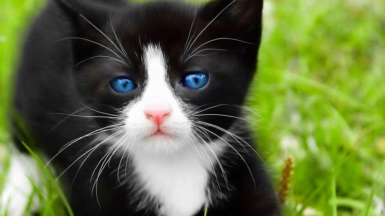 Ojos Azules Cat