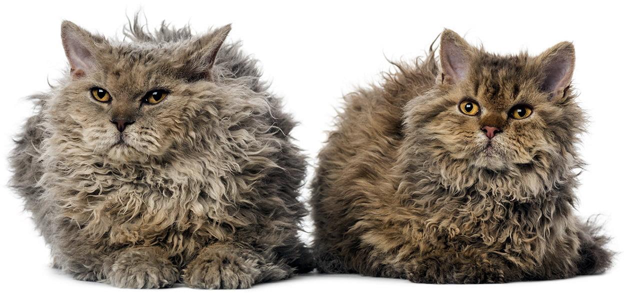 Selkirk Rex
