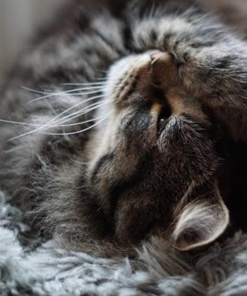 A Cat's use of Touch - Nose Paws Whiskers