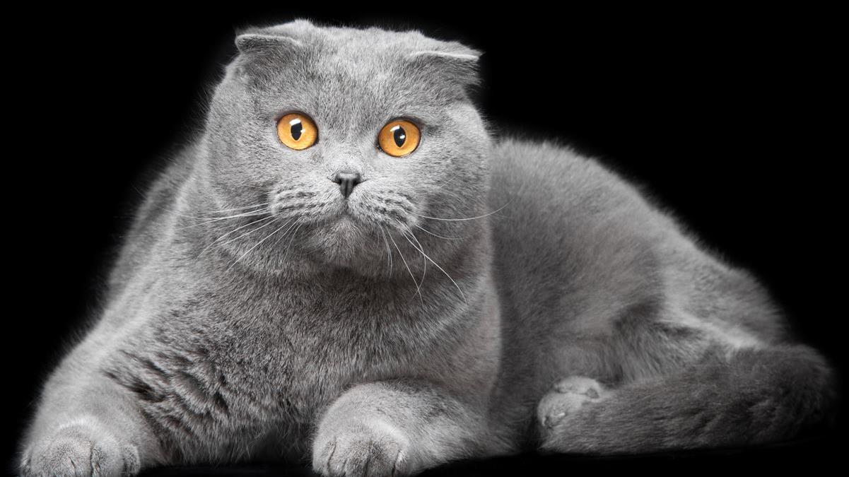 Cat's Hearing and Ears