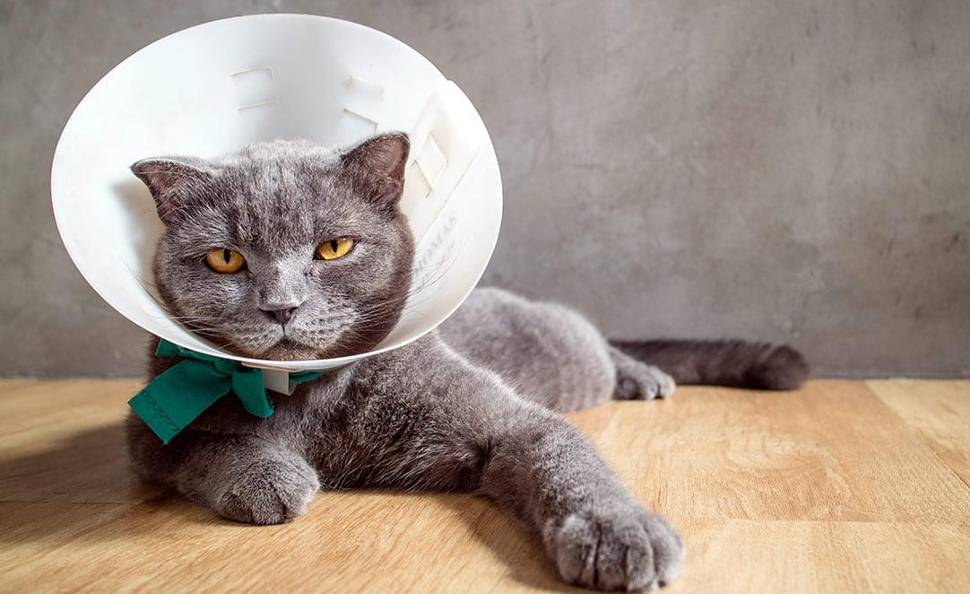 Ear Injuries and Disease in cats