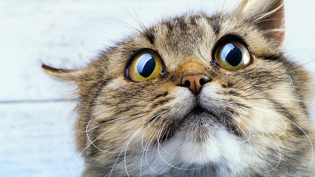British Cream Shorthair
