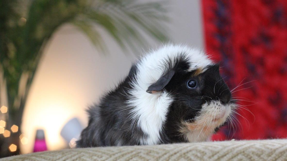 Guinea pigs - Perhaps the best apartment pet