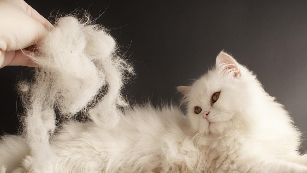 What Sheds Less: Short Hair or Long-Haired Cats?