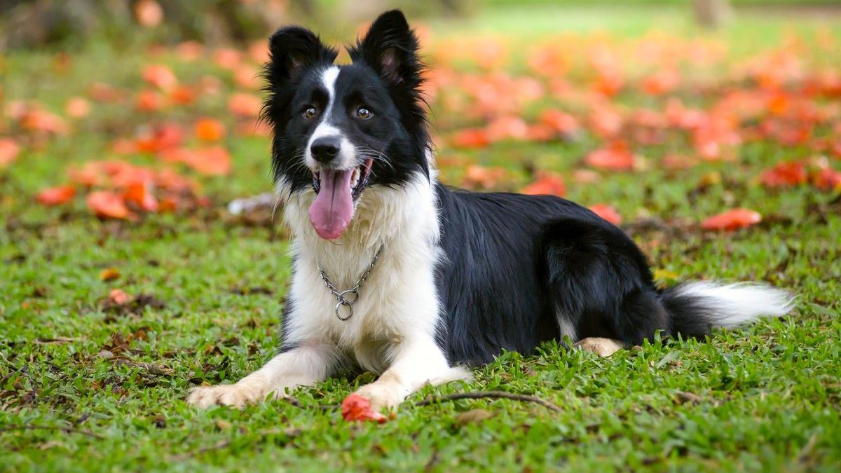 Border Collie: The Ultimate Guide to This Intelligent Breed