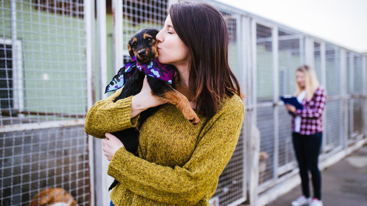 Adopt A Dog or Buy A Pedigree Puppy?