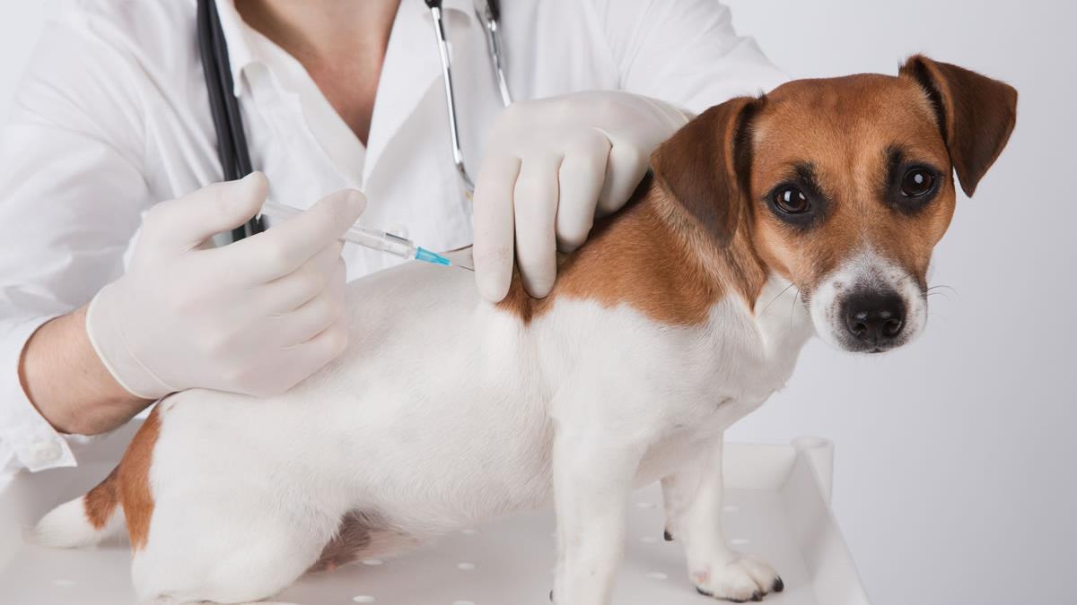 Stem cell Therapy in Pets
