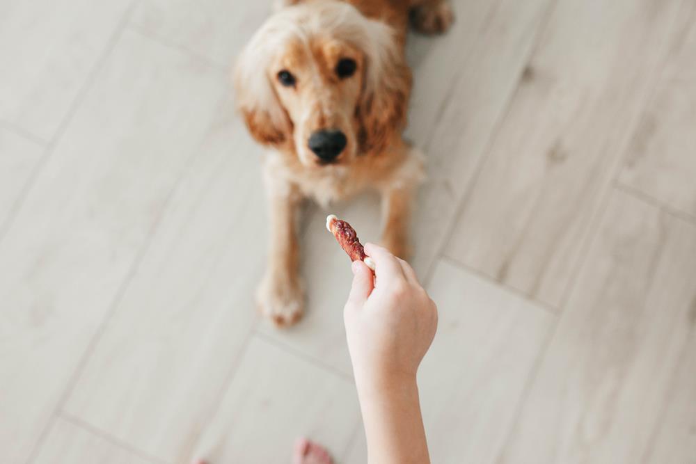 Pet Etiquette: Essential Tips for Responsible Pet Ownership