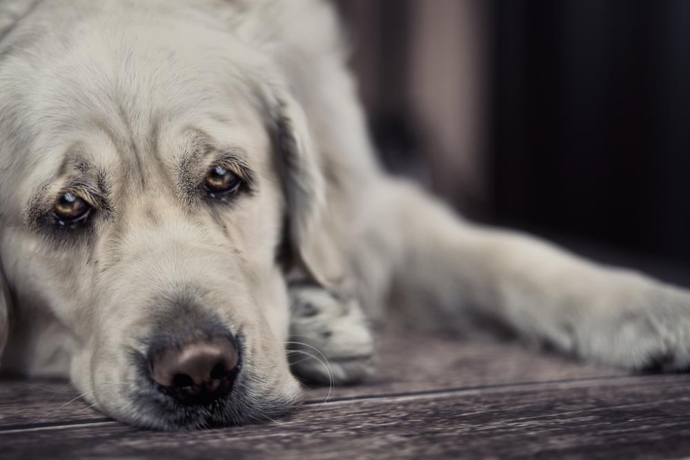 Understanding Separation Anxiety in Pets: Causes, Symptoms, and Solutions