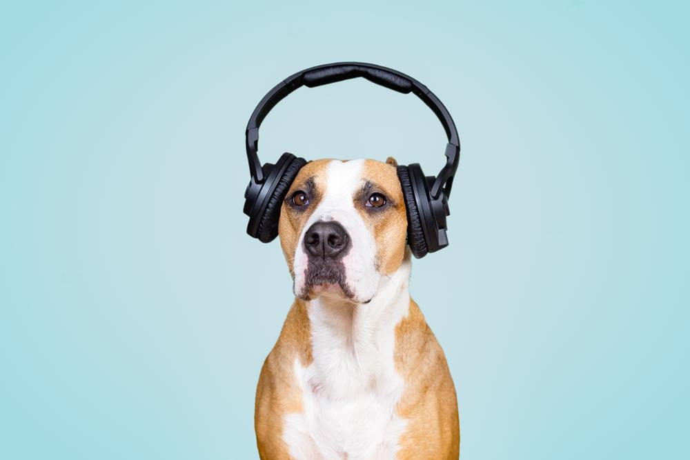 How to Help Your Pets Deal with Loud Noises