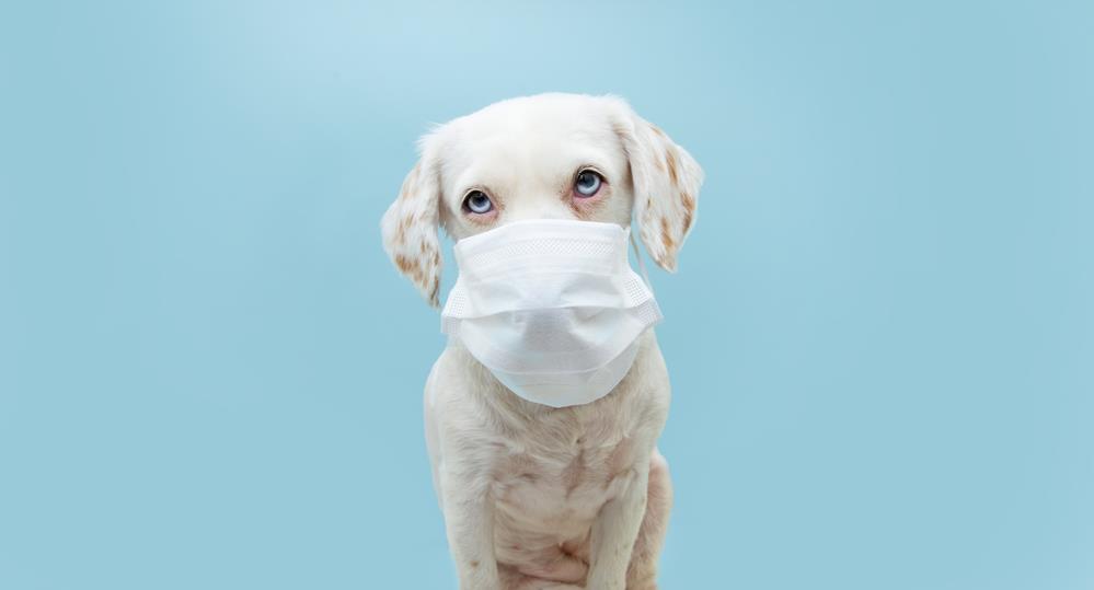 Understanding Seasonal Health Risks for Pets