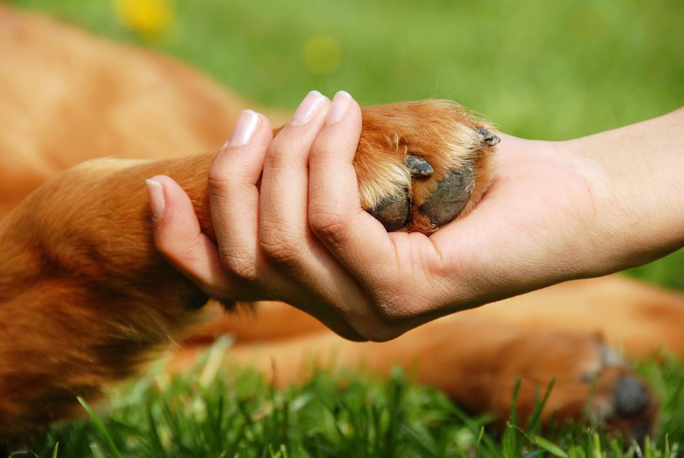 The Benefits of Pet Therapy: How Animals Can Improve Your Wellbeing