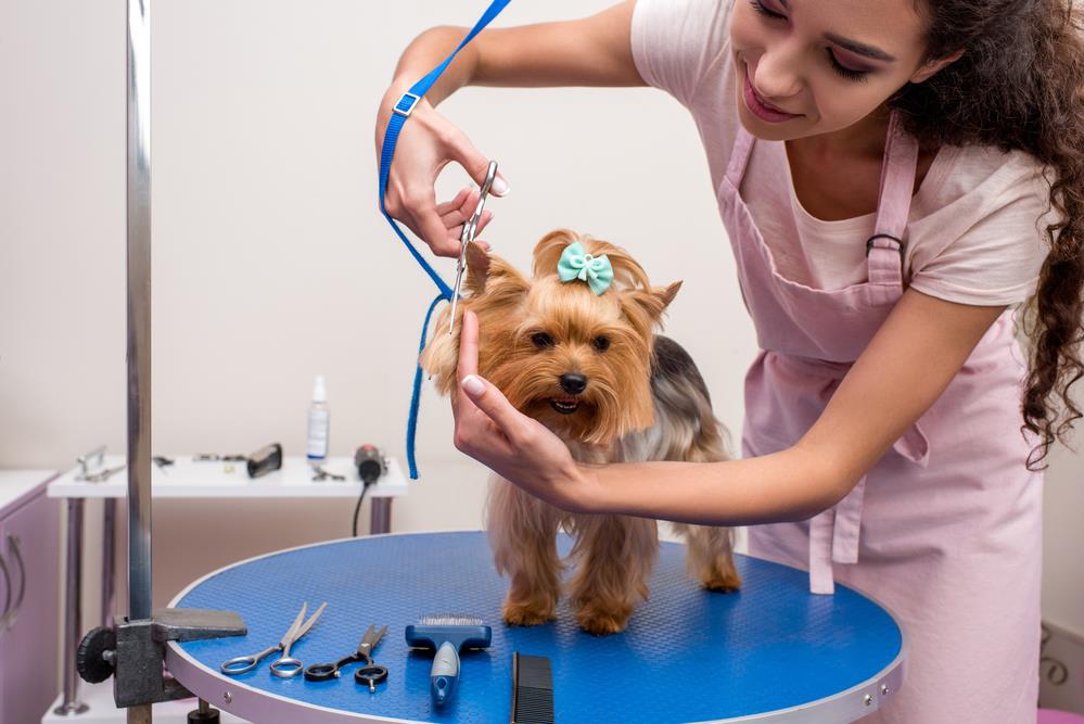 The Benefits of Regular Grooming for Pets