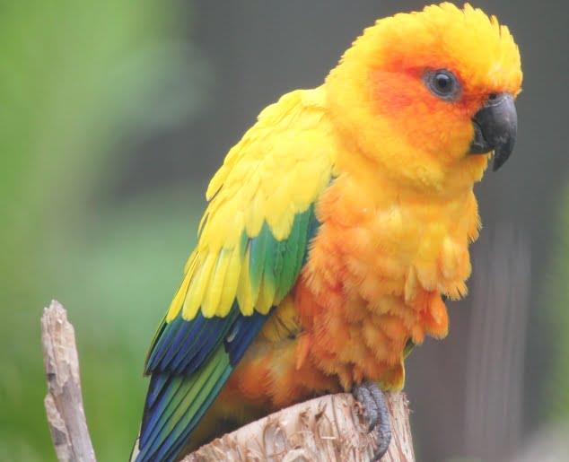Conures as Pets: A Comprehensive Guide for Australian Bird Lovers