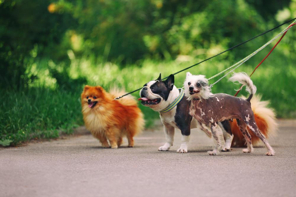 Choosing the Right Leash for Your Pet
