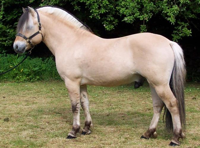 Fjord horse