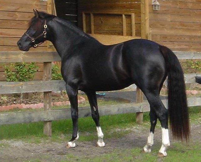 The Holsteiner Horse: A Comprehensive Guide to This Versatile Breed