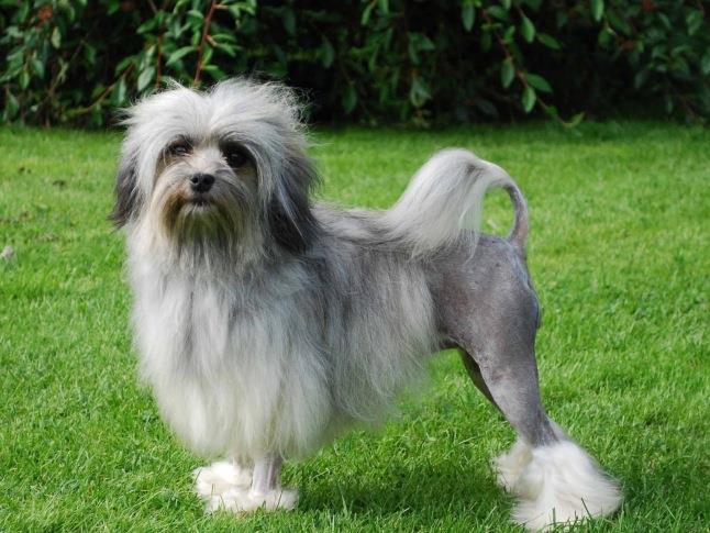 Discovering the Lowchen: A Guide to the Little Lion Dog