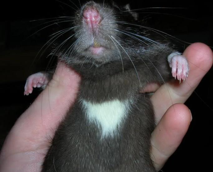 Irish Rats as Pets