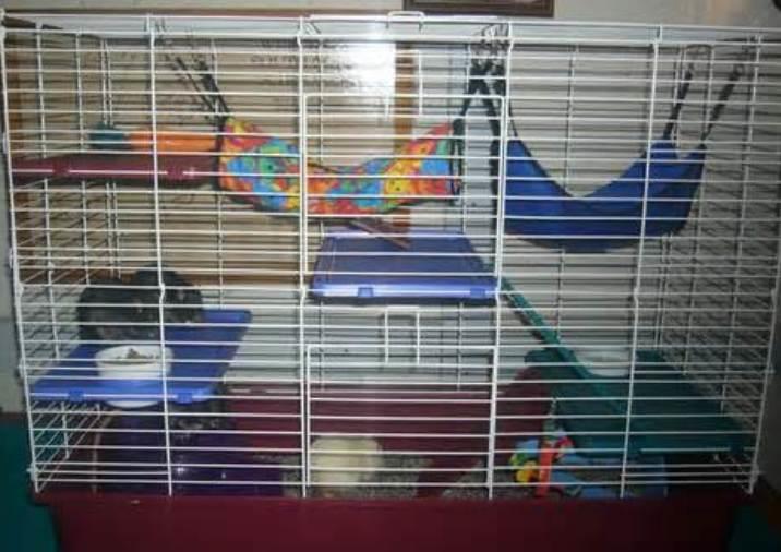 Pet Rat Cages