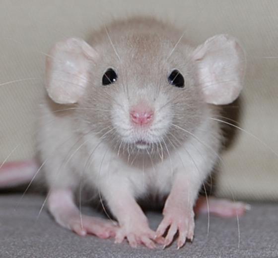 Comprehensive Guide to Pet Rat Care in Australia