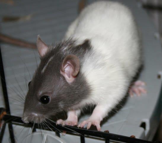 Capped Rats