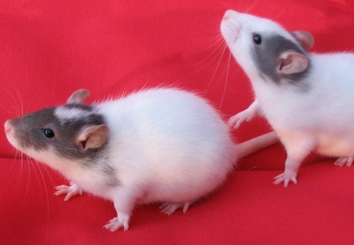 Masked Rats