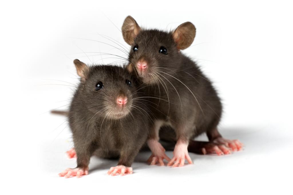 Rats as Pets: A Comprehensive Guide for Australian Owners