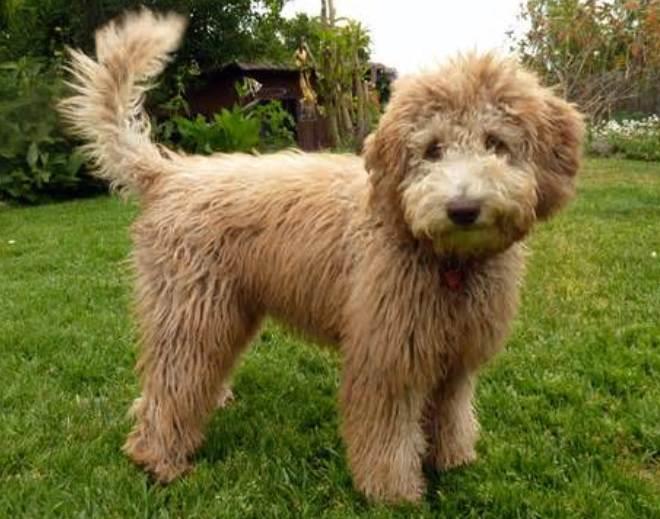 Labradoodle Care: A Comprehensive Guide for Australian Pet Owners