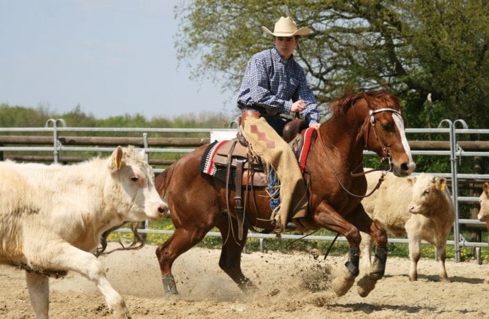 The Thrilling World of Cutting Horse Sport: A Comprehensive Guide