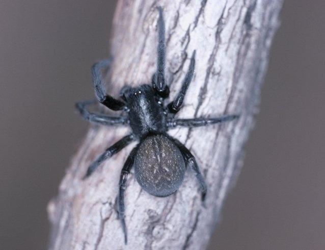 Australian Black House Spiders As Pets