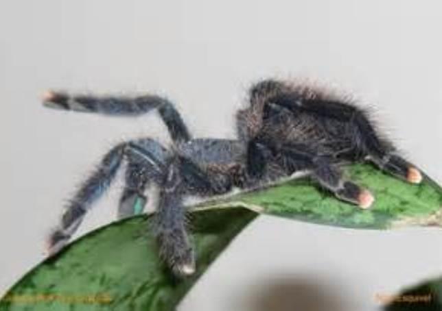 Pet Pink Toe Tarantula