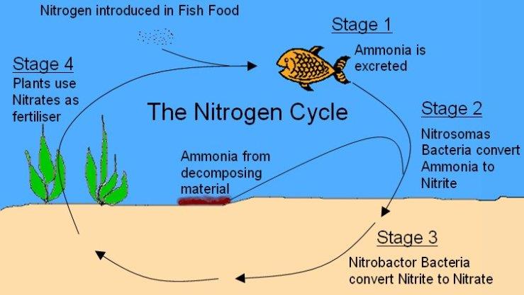 Understanding the Nitrogen Cycle in Aquariums: A Comprehensive Guide