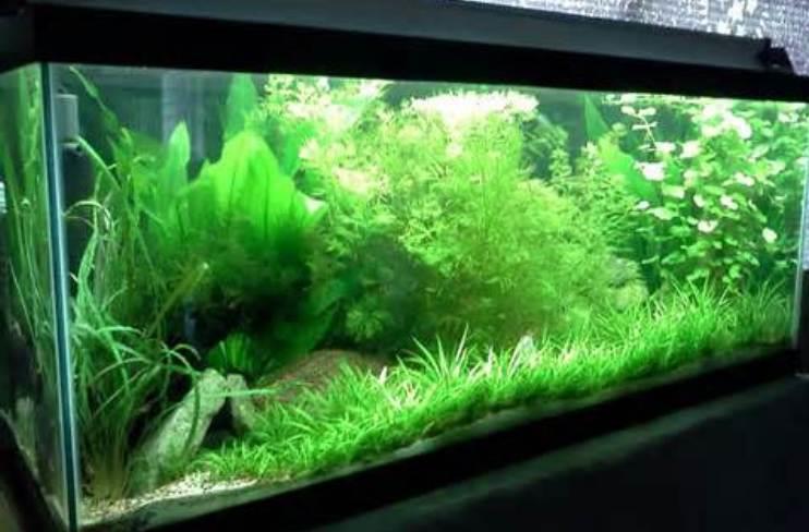 Other Aspects of Fish Tank Water Management