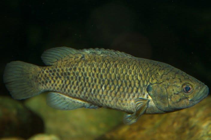 Climbing gourami (Labyrinth fish)