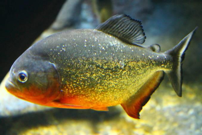 Characins