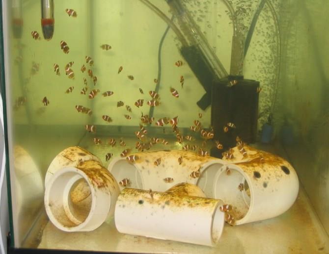 Fish Breeding