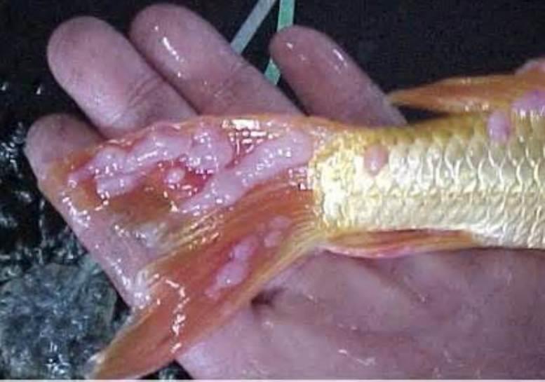 Viral Fish Diseases