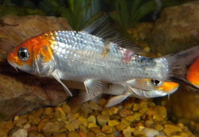 Fungal Fish Diseases