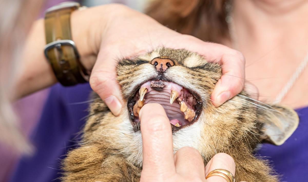 Essential Guide to Cat Health Care: Tips for Australian Cat Owners