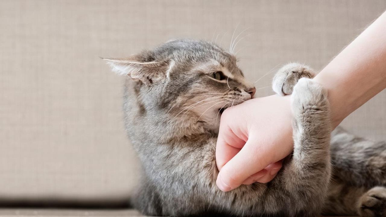Understanding Cat Biting Behaviour: Causes and Solutions
