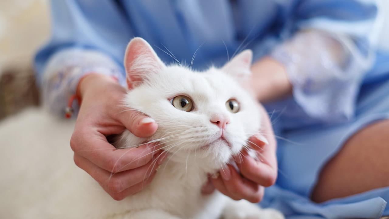 Why Does My Cat's Nose Run When I Pat Her?