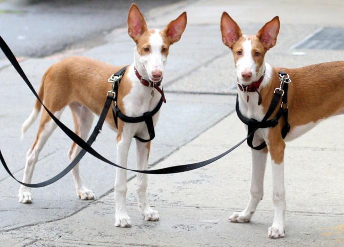 Ibizan Hound