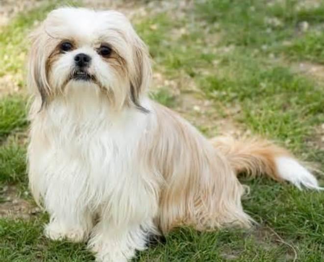 The Ultimate Guide to the Shih Tzu: History, Care, and Characteristics