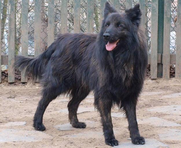 Dutch Shepherd Dog