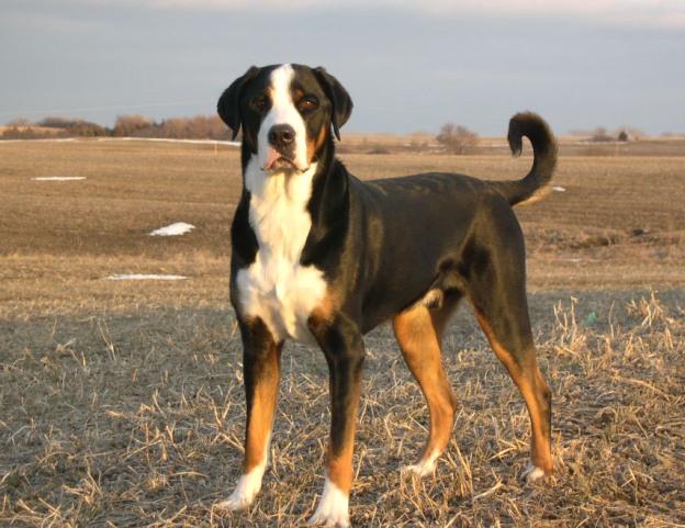 Greater Swiss Mountain Dog
